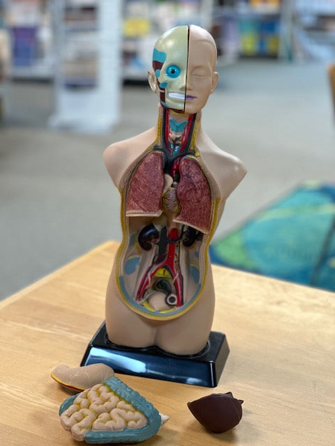 Human Anatomy Model