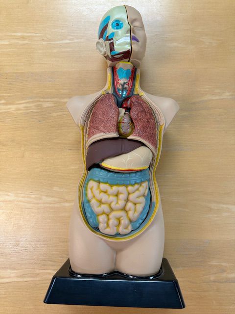 Human Anatomy Model