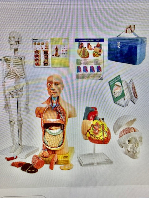 Evotech Human Body Skeleton, Heart, Skull, and Brain Model Set for Students