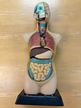 Human Anatomy Model