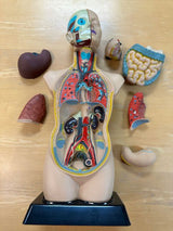 Human Anatomy Model